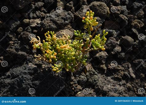 Toma De Conciencia De Una Planta De Tetraena Fontanesii Que Crece Entre