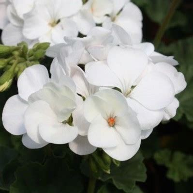 Купить Пеларгония Зональная Нано Вайт опт, розница доставка по России