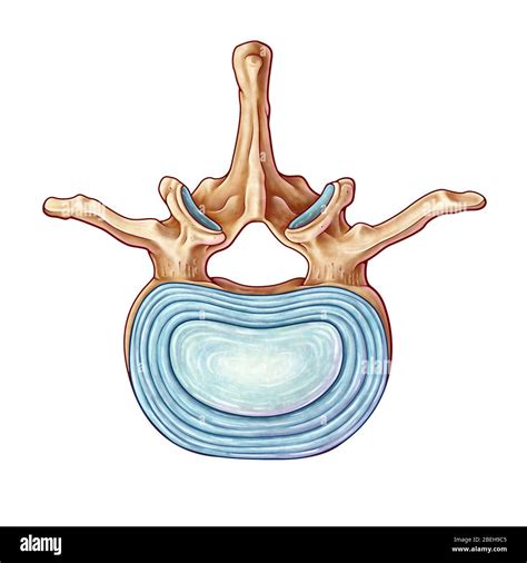 Mammillary Process Hi Res Stock Photography And Images Alamy