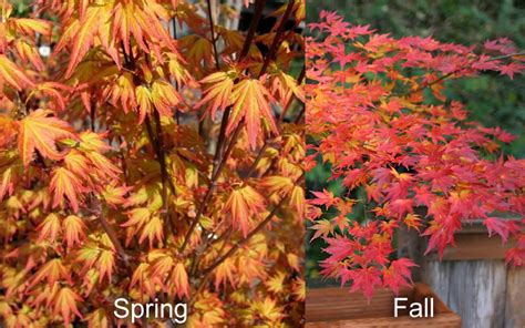 Buy Orange Dream Japanese Maple | FREE SHIPPING | Wilson Bros Gardens