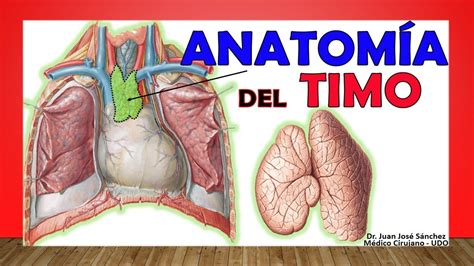 Timo Anatomia