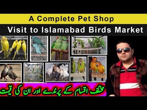 Visit To Birds Weekly Bazar Islamabad Birds Market Islamabad Pakistan