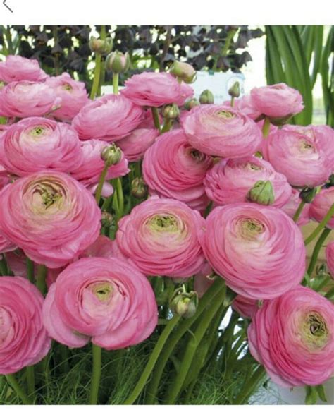 Ranunculus Asiaticus Aviv Rose PictureThis