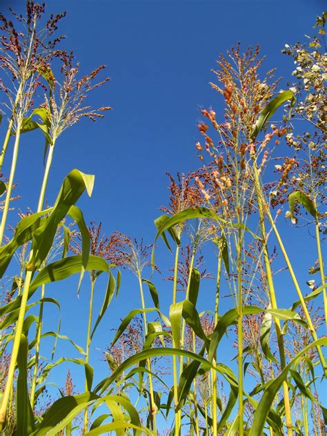 Iron Oak Farm: Harvesting Broom Corn