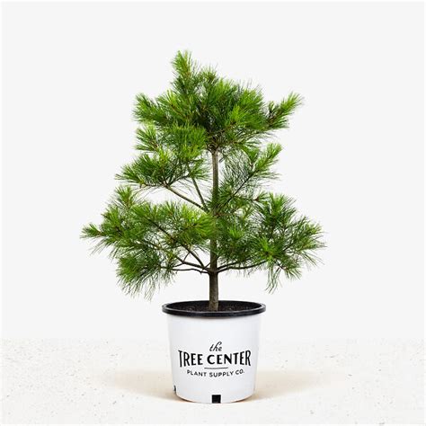 Eastern White Pine Trees For Sale | The Tree Center