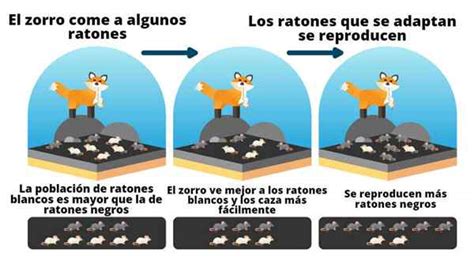 Adapta O De Seres Vivos Tipos Caracter Sticas E Exemplos