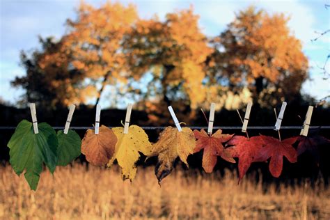 Clothesline Photos, Download The BEST Free Clothesline Stock Photos & HD Images