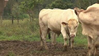 Assistir Boa Noite Paraná Ponta Grossa Gado Purunã ganha mais