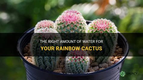 The Right Amount Of Water For Your Rainbow Cactus Shuncy