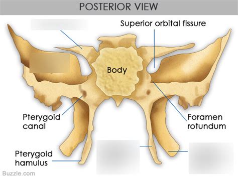 Sphenoid Bone Diagram Quizlet