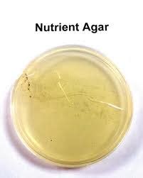 Nutrient Agar - Composition and bacteria cultured - Important Culture ...