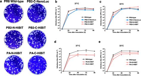 Growth Kinetics Of Bioluminescent Iavs In Mdck Cells A Plaque