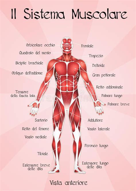 Il Sistema Muscolare Illustrazione Di Stock Illustrazione Di