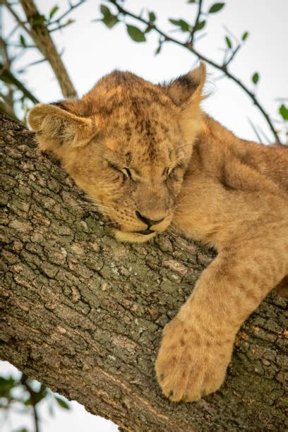 180+ Lion Cub Resting Sleeping Lion Stock Photos, Pictures & Royalty ...