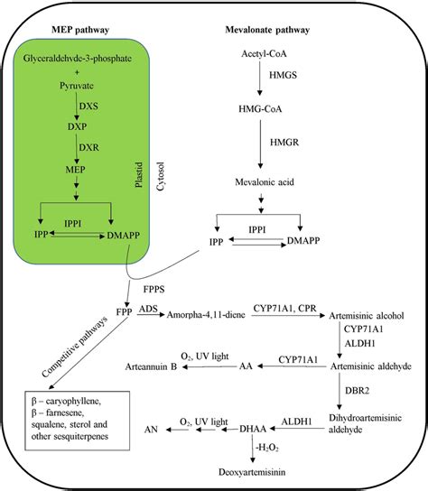 Artemisinin Biosynthesis Via MEP Pathway And Mevalonic Acid Pathway