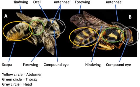 Mason Bee Edu Educator Modules - BEE ANATOMY