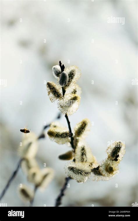 Blossoming Pussy Willow Salix Close Up Stock Photo Alamy