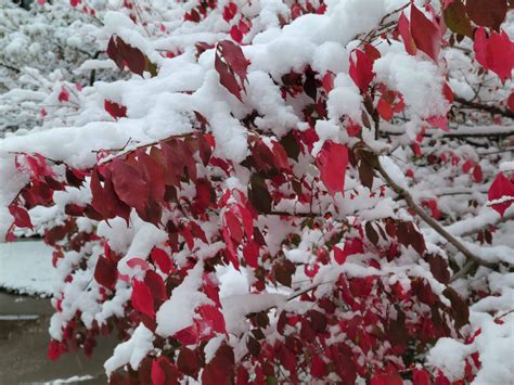 winter kill plants   save  plants craze