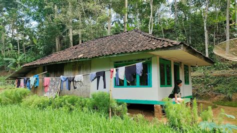 Sungguh Indah Suasana Kampung Dekat Rumah Pinggir Sawah Terasa Sejuk