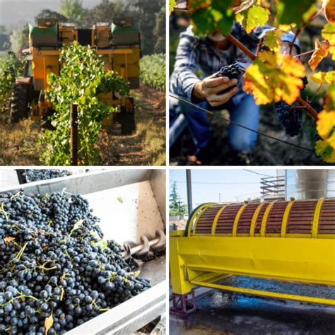 La Vinificazione In Rosso Enoteca Ravazzani