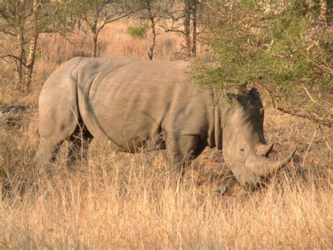 White Rhino Free Photo Download | FreeImages