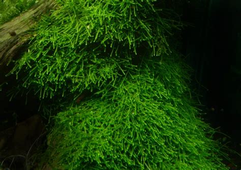 The difference between weeping moss and java moss - Aquatics World