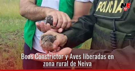 Liberan Siete Especies Silvestres En Neiva