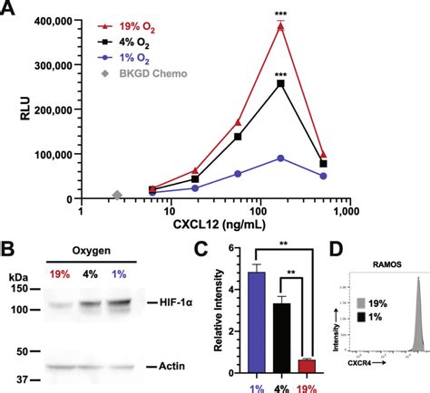 Hif 1 α Stabilization Correlates With Hypoxia Induced Chemokine