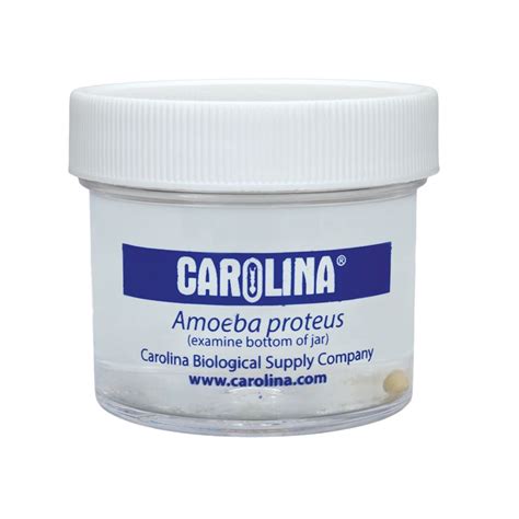 Amoeba Proteus Living Carolina Biological Supply