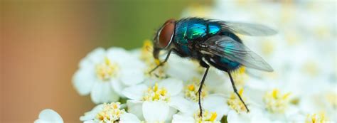 Common types of flies | Ehrlich Pest Control