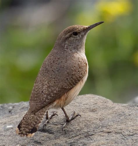 Rock Wren | San Diego Bird Spot