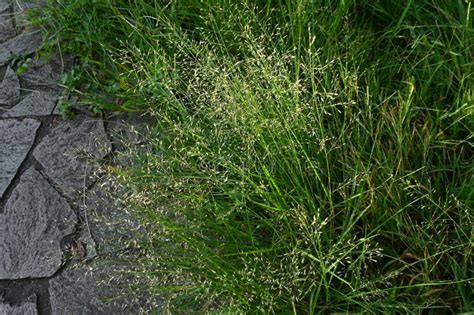 Pasto De Erva Eragrostis Ferruginea Plantas Perenes De Poaceae Uma