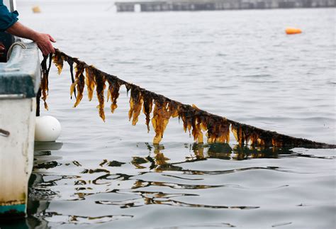 Seaweed On Your Dinner Plate The Next Kale Could Be Kelp The Salt Npr