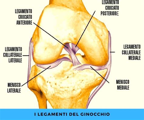 Legamento Crociato Anteriore Operazione E Riabilitazione La Fenice