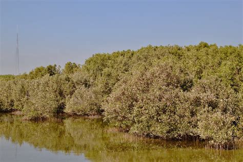 Mangroves In Dubai Under The Burj Khalifa For Any Form Of Flickr