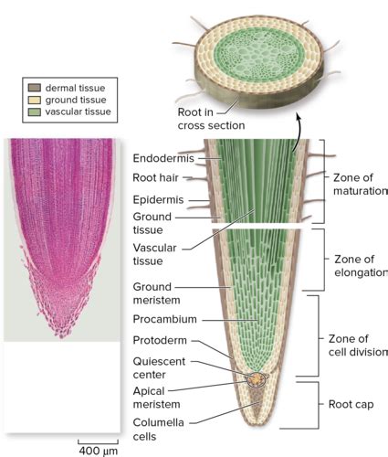 Ch Plant Structure Function Roots Stems Leaves Flashcards