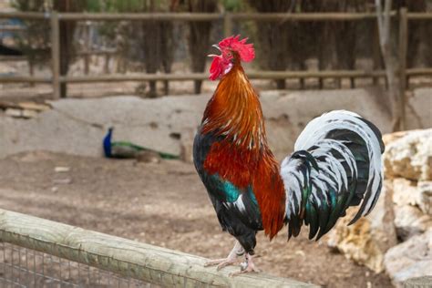 ¿por Qué Cantan Los Gallos Mis Animales