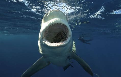 Cara Bes Une Touriste Gravement Mordue Par Un Requin Quelle Tentait