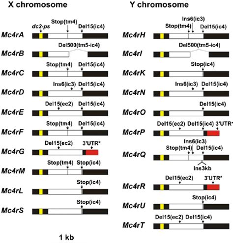 Structure Of X Chromosomal And Y Chromosomal Mc4r Copies In X Download Scientific Diagram