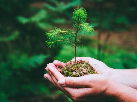 How To Plant Pine Tree From Seed