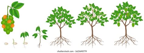 Cycle Growth Rubber Tree Hevea Brasiliensis Stock Vector Royalty Free