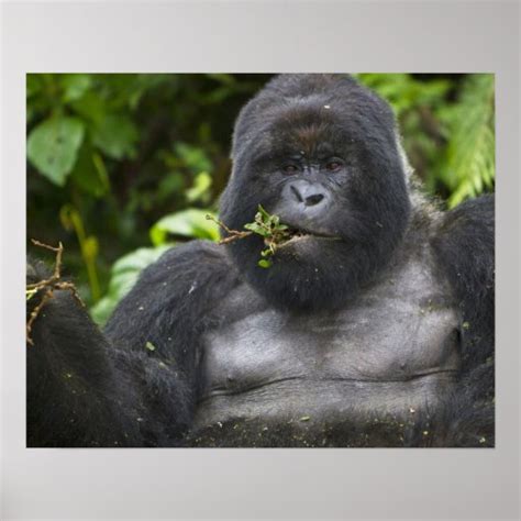 Mountain Gorilla and aging Silverback Poster | Zazzle