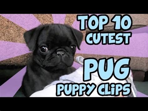 Very Cute Baby Pugs