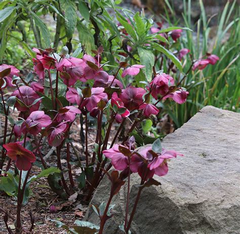 Great Plant Pick Helleborus ‘annas Red ‘annas Red Hellebore