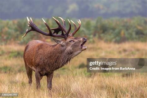 Red Stag Roar Photos and Premium High Res Pictures - Getty Images