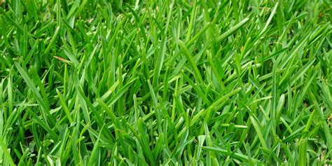 How To Make St Augustine Grass Thicker