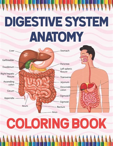 Buy Digestive System Anatomy Coloring Book: Human Digestive System Anatomy Coloring Book For ...