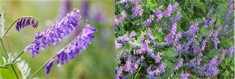 49 PURPLE Wildflowers in Texas! (ID Guide) - Bird Watching HQ