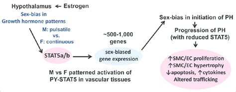 The Gh Stat5 Bcl6 Neuroendocrine Axis As It Relates To Sex Bias In The