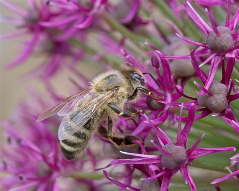 Insecto Abeja Entomolog A Foto Gratis En Pixabay Pixabay